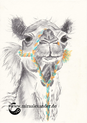 Ein Dromedar-Kopf, in Kohle und Pastell gezeichnet von Mira Alexander
